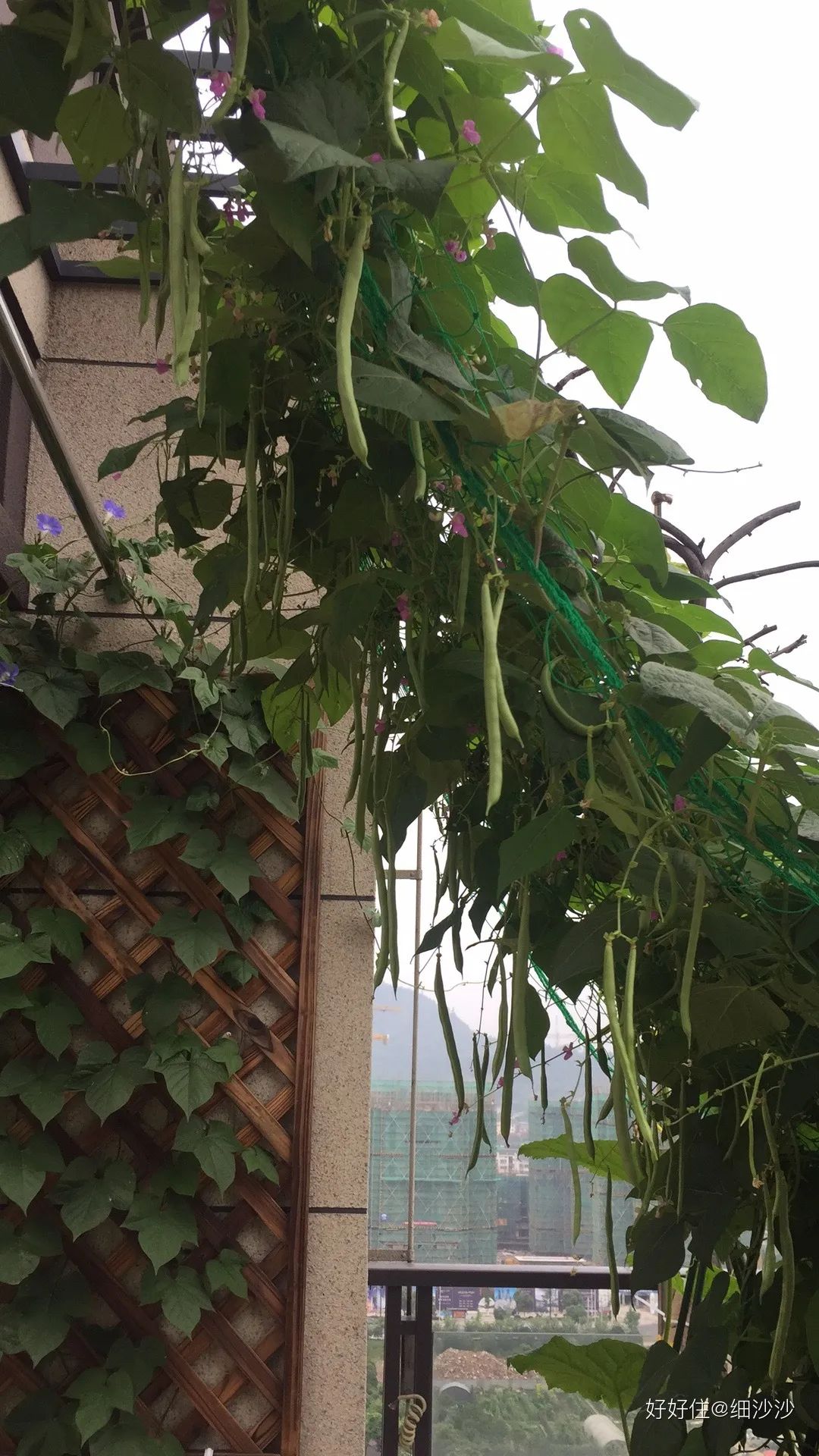 2米阳台,竟能种出15种菜!这些年轻人都是当代陶渊明!