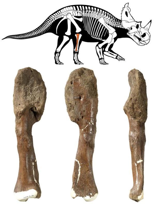 史前巨兽也怕癌症!恐龙化石发现7600万年前恶性肿瘤痕迹