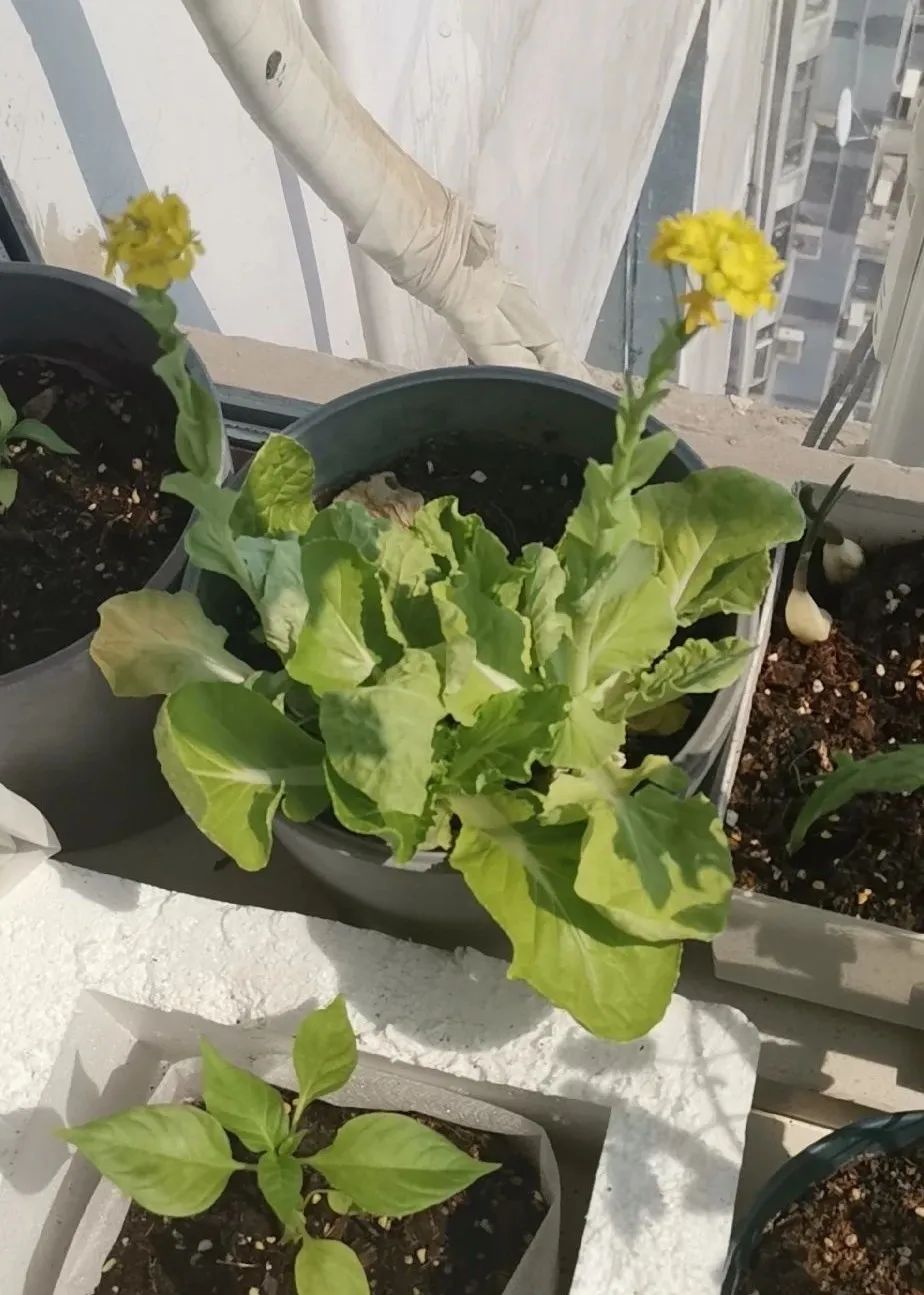 2米阳台,竟能种出15种菜!这些年轻人都是当代陶渊明!
