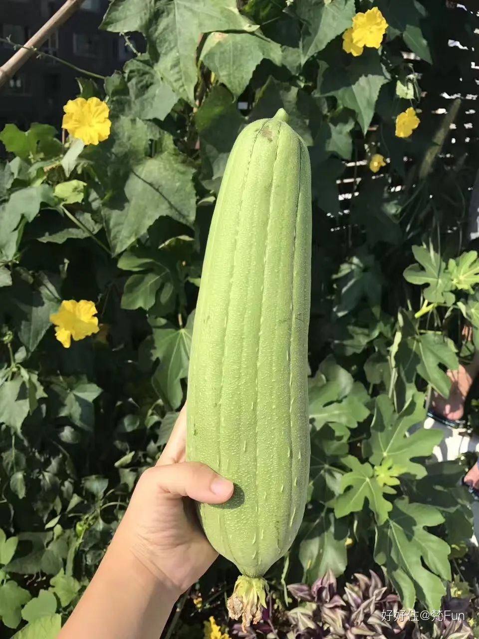 2米阳台,竟能种出15种菜!这些年轻人都是当代陶渊明!