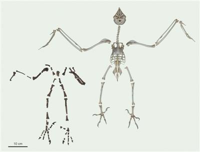6000万年前脚爪异于现今 古老猫头鹰或有不同捕猎方式