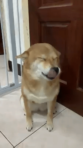 阿柴偷咬卫生纸被主人发现,它认错时的小表情,太逗了!