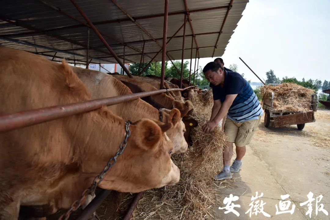 特别报道 | 洪水渐退,高温中王家坝的“坚守”