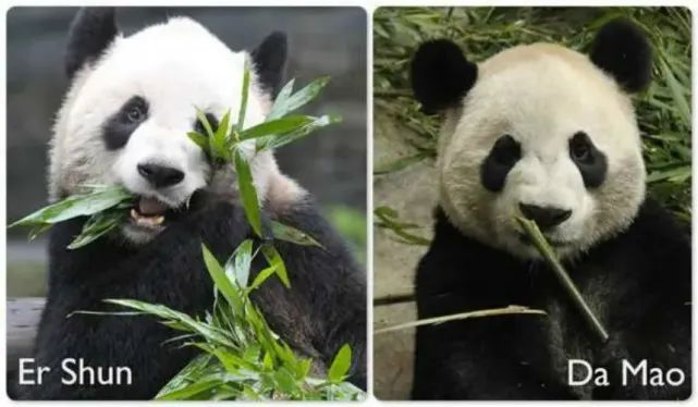 我们在加拿大的熊猫要断粮了!