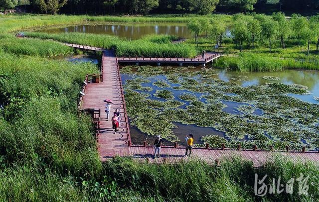 河北怀来:湿地公园景正美