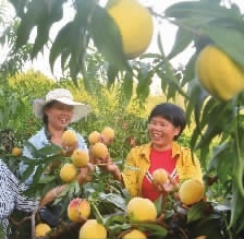 洪江桃源村:不在世外的“桃花源”