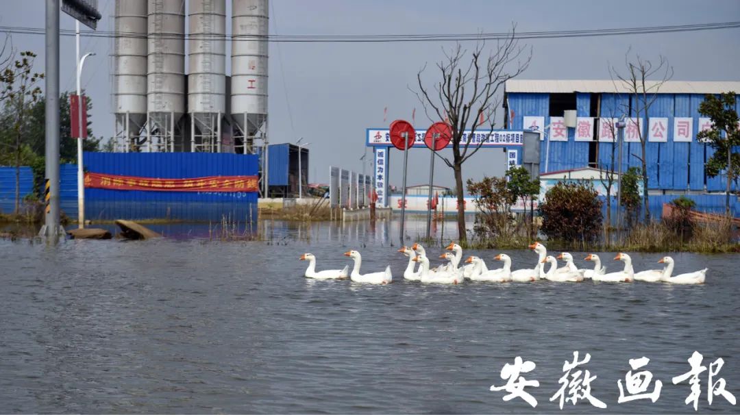 特别报道 | 洪水渐退,高温中王家坝的“坚守”
