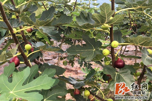 双牌:90后大学生返乡创业走上致富路休闲区蓝鸢梦想 - Www.slyday.coM 双牌:90后大学生返乡创业走上致富路休闲区蓝鸢梦想 - Www.slyday.coM