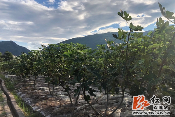 双牌:90后大学生返乡创业走上致富路休闲区蓝鸢梦想 - Www.slyday.coM 双牌:90后大学生返乡创业走上致富路休闲区蓝鸢梦想 - Www.slyday.coM