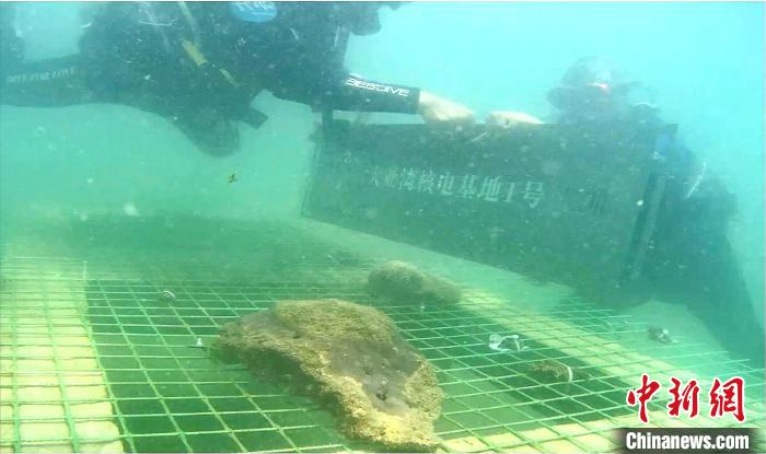 最强大脑“水哥”王昱珩潜入海底为“大亚湾核电基地珊瑚保育区”挂牌。 中广核 摄