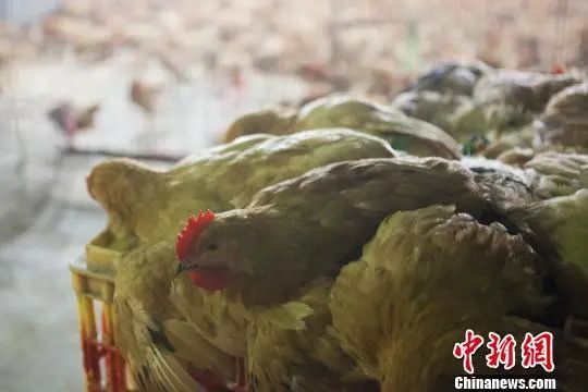 资料图:活禽销售。张亨伟 摄