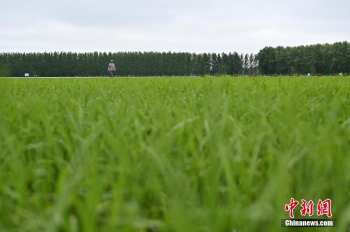 资料图:工作人员在稻田查看水稻长势。 中新社记者 张兴龙 摄