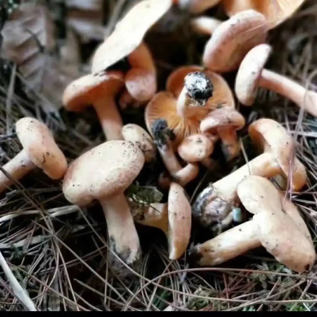 湘西山里扯枞菌,勾起你儿时的记忆没?