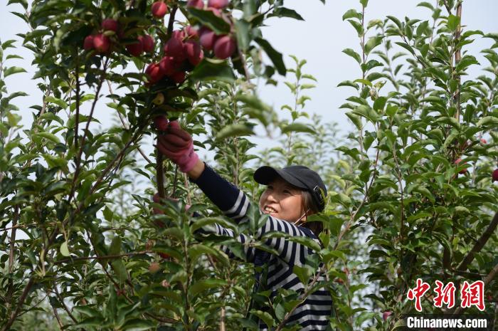图为果农采摘锦绣海棠果。 刘文华 摄