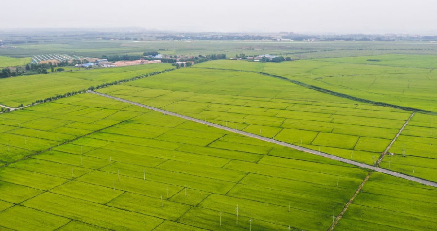 这是吉林市昌邑区大荒地村周边的高尺度水稻田(8月13日摄,无人机照片)。新华社记者 许畅 摄