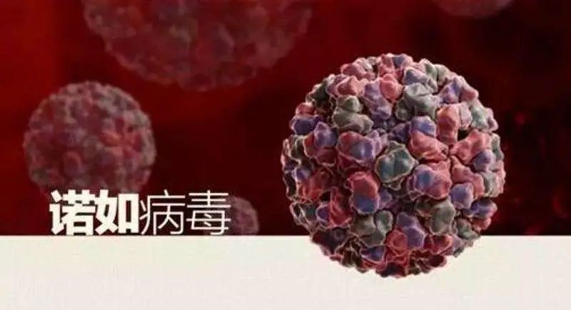 幼儿园、中小学警惕,诺如病毒进入活跃期!德州疾控专家:避免出现聚集性疫情休闲区蓝鸢梦想 - Www.slyday.coM 幼儿园、中小学警惕,诺如病毒进入活跃期!德州疾控专家:避免出现聚集性疫情休闲区蓝鸢梦想 - Www.slyday.coM