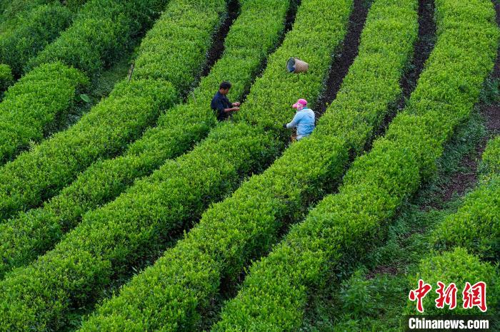 墨脱县墨脱村茶叶种植基地内,当地民众正在采茶。中新社记者 何蓬磊 摄