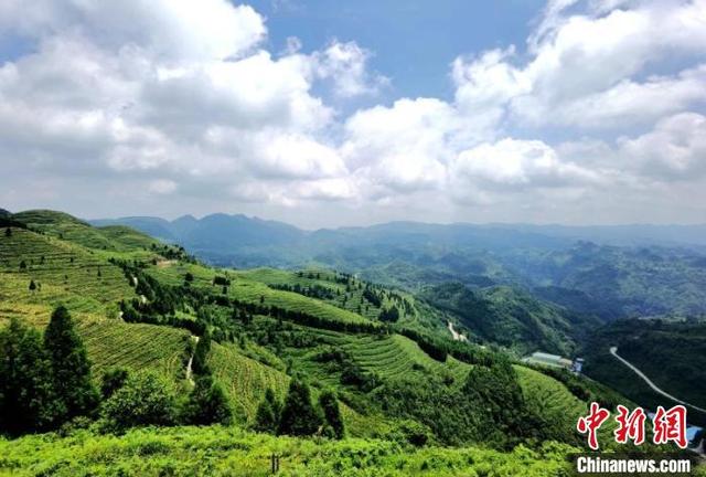 图为贵州省纳雍县骔岭镇坪箐村7000亩的高山生态茶园.受访者供图