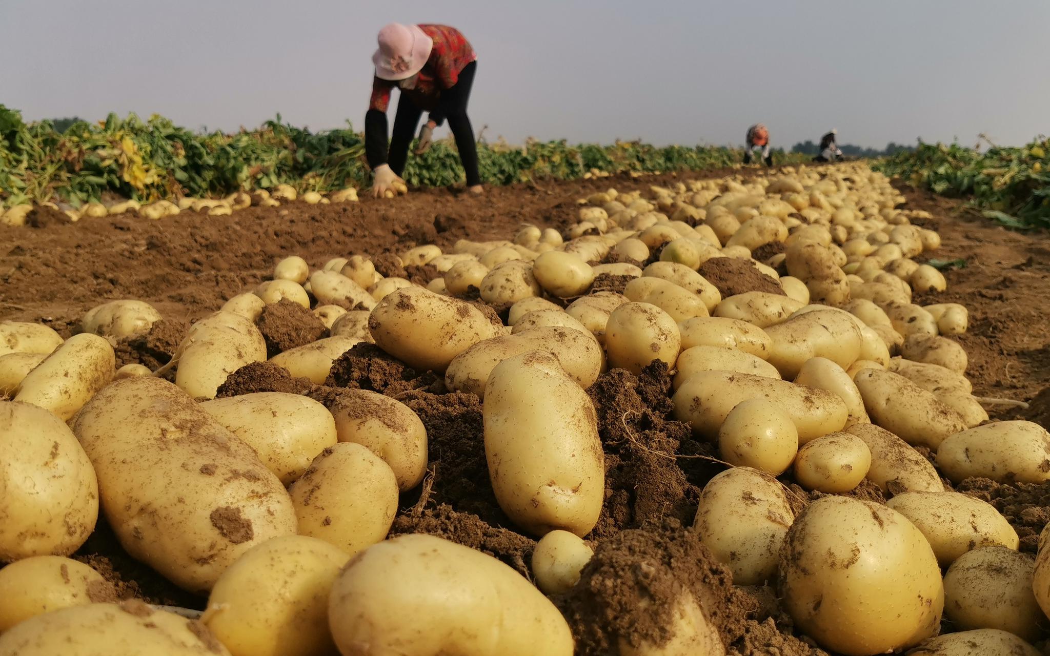新京报:种子大量依赖进口 会不会遭遇危机