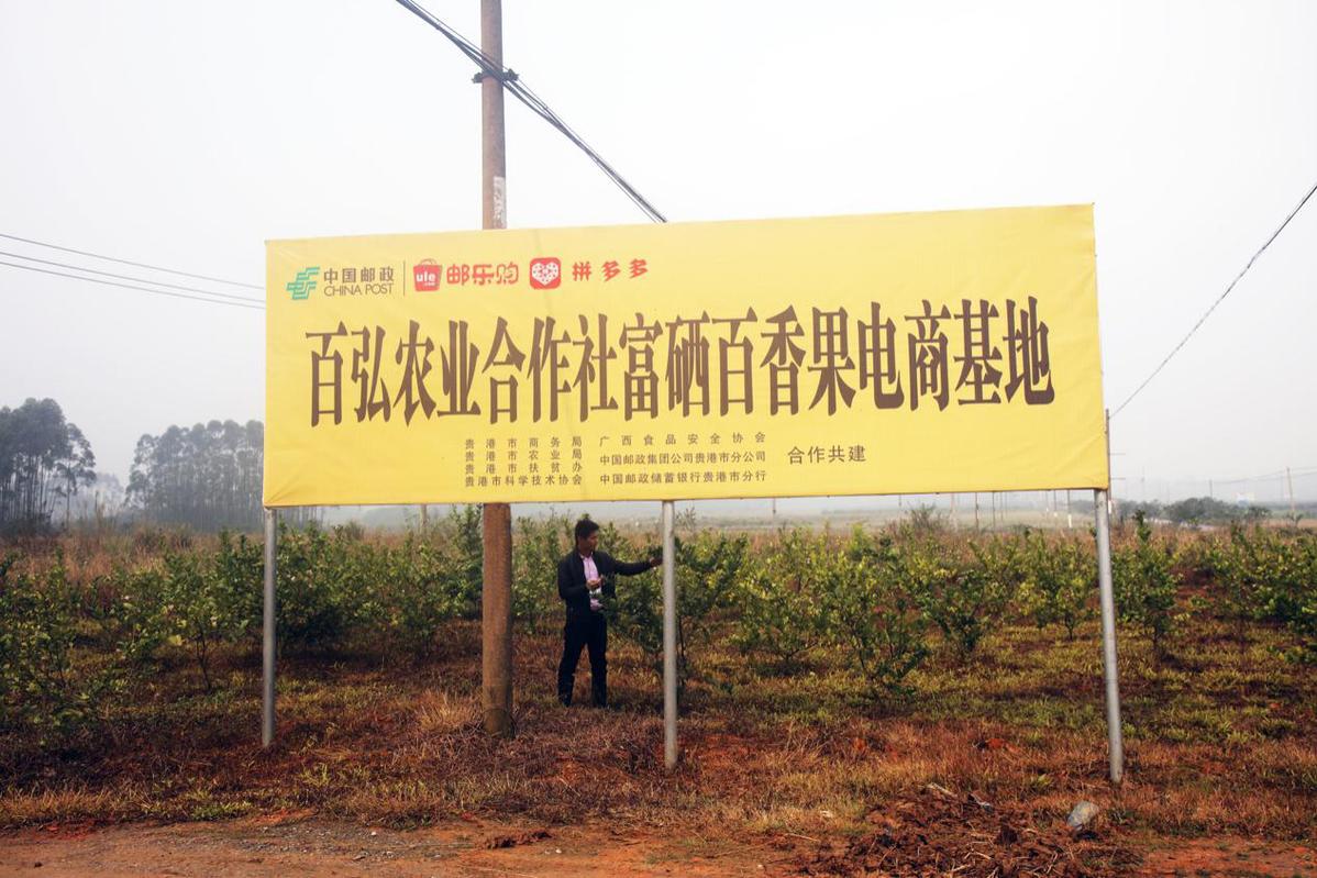 ▲贵港当地的百香果等农产品通过给贵港邮政供货,并借助拼多多等电商平台走向全国。(胡伟 摄)