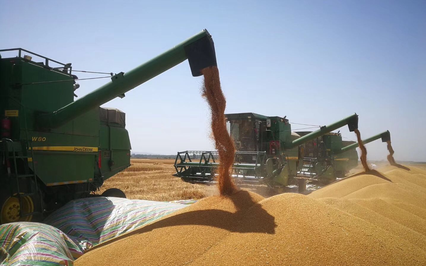 新京报:种子大量依赖进口 会不会遭遇危机