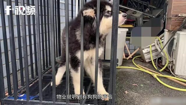 女租客“失联”:留下一条“二哈”、满屋垃圾!房东傻眼了休闲区蓝鸢梦想 - Www.slyday.coM 女租客“失联”:留下一条“二哈”、满屋垃圾!房东傻眼了休闲区蓝鸢梦想 - Www.slyday.coM