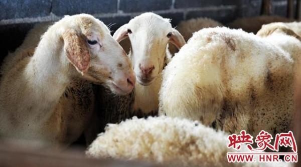 <b>石龙区高珊社区:结合实际多元化发展壮大村级集</b>