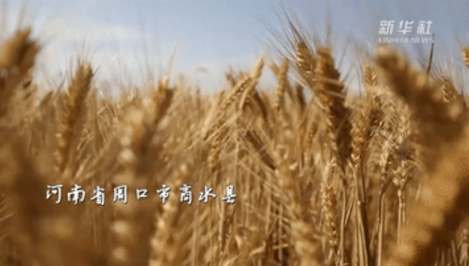▲河南周口市商水县5万亩高尺度农田 图片泉源:新华社