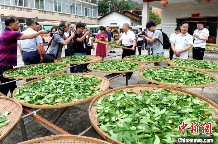 “脱贫振兴八闽行”运动组一行走进南洋镇现场领会漳平水仙茶建造工艺。张金川 摄