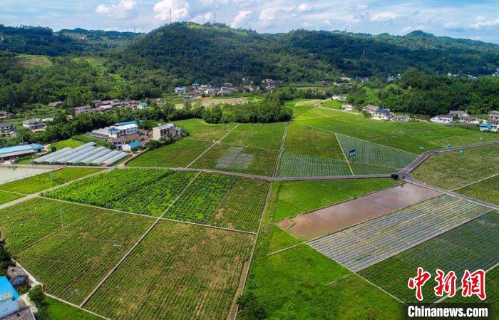 犍为县茉莉花基地。犍为县委宣传部供图
