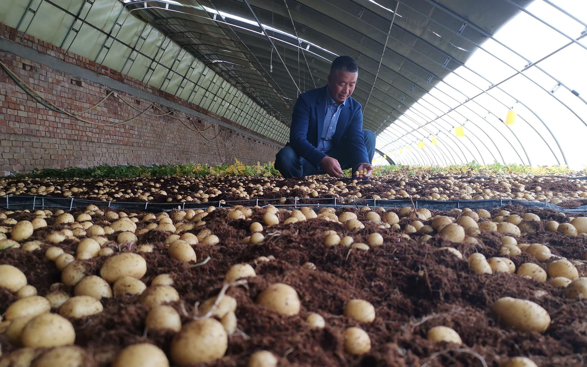 种薯培育。新京报记者 周怀宗 摄