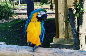 5只非洲灰鹦鹉因教彼此骂脏话被动物园强制隔离休闲区蓝鸢梦想 - Www.slyday.coM 5只非洲灰鹦鹉因教彼此骂脏话被动物园强制隔离休闲区蓝鸢梦想 - Www.slyday.coM