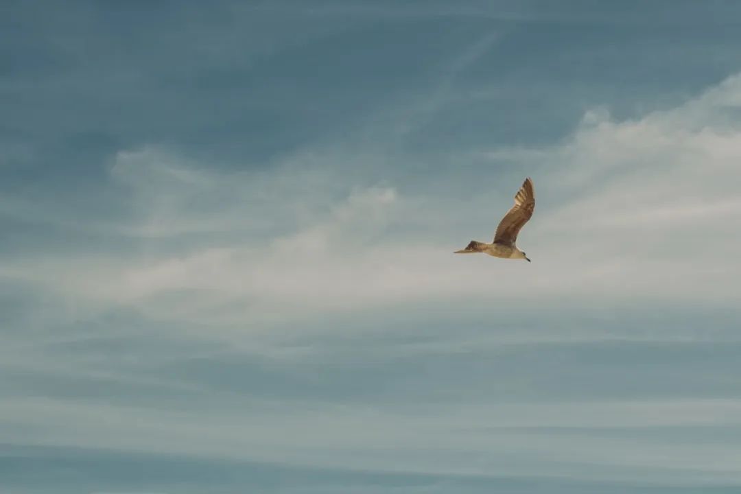 品读 | 如果看不清未来,就走好当下的路