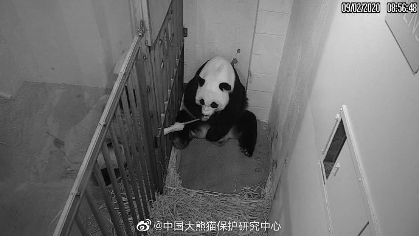 华盛顿动物园对熊猫美香照顾不周?中国大熊猫保护研究中心回应