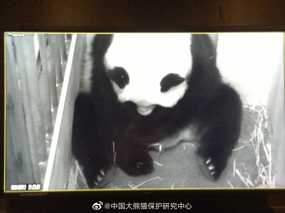 华盛顿动物园对熊猫美香照顾不周?中国大熊猫保护研究中心回应