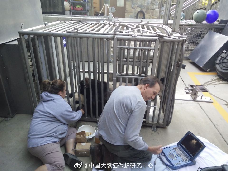 华盛顿动物园对熊猫美香照顾不周?中国大熊猫保护研究中心回应