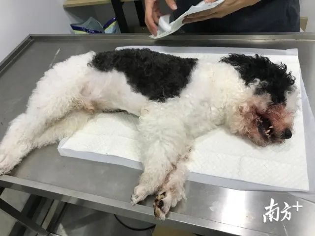 残忍至极!深圳一小孩被宠物狗咬伤,达成调解后狗竟被摔死……休闲区蓝鸢梦想 - Www.slyday.coM 残忍至极!深圳一小孩被宠物狗咬伤,达成调解后狗竟被摔死……休闲区蓝鸢梦想 - Www.slyday.coM