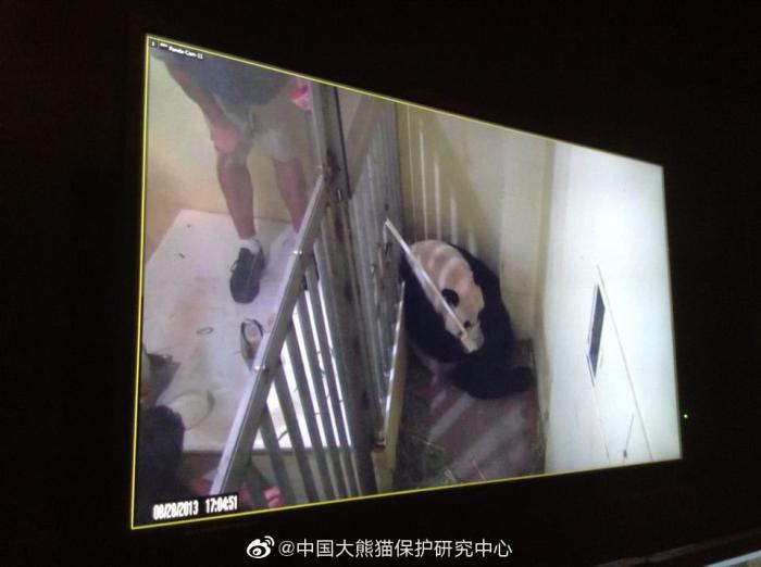 图为2013年“美香”生产大熊猫“宝宝”后,华盛顿动物园饲养员对“美香”人工喂食监控画面