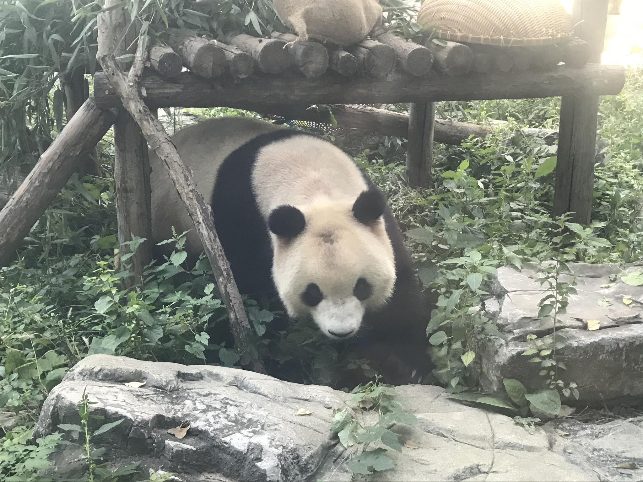 北京动物园网红大熊猫“突然头秃”,园方回应(图)