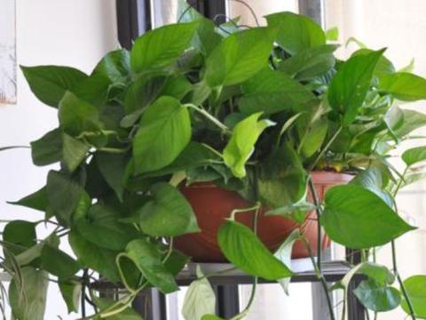 龟背竹怎么水培变土培 4d11-kherpxx1170919.jpg