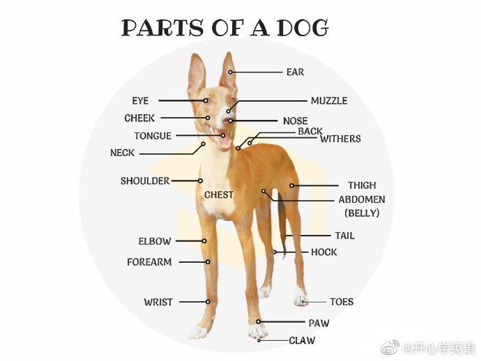狗狗的身体部位英文表达