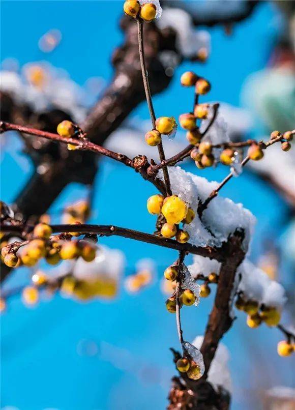 李时珍《本草纲目》载:蜡梅,释名黄梅花,此物非梅类,因其与梅同时