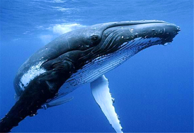 又是两头鲸搁浅台州，究竟何原因？科学家：地球内部正...