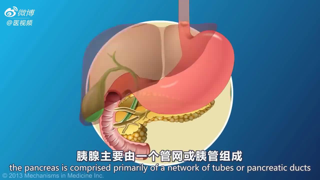 胰腺的作用和解剖结构