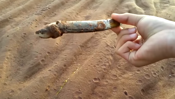 最后把这个东西拿起来一看,原来是这样的美味啊!是一个大蛤蜊.