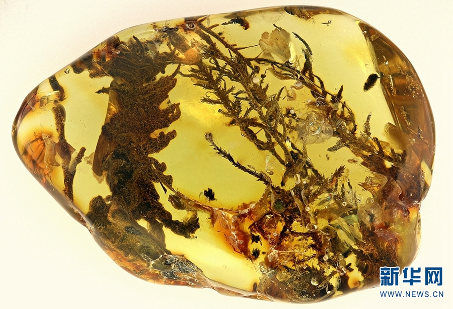 交配后变琥珀，被封存1亿年，科学家在其体内发现了巨...