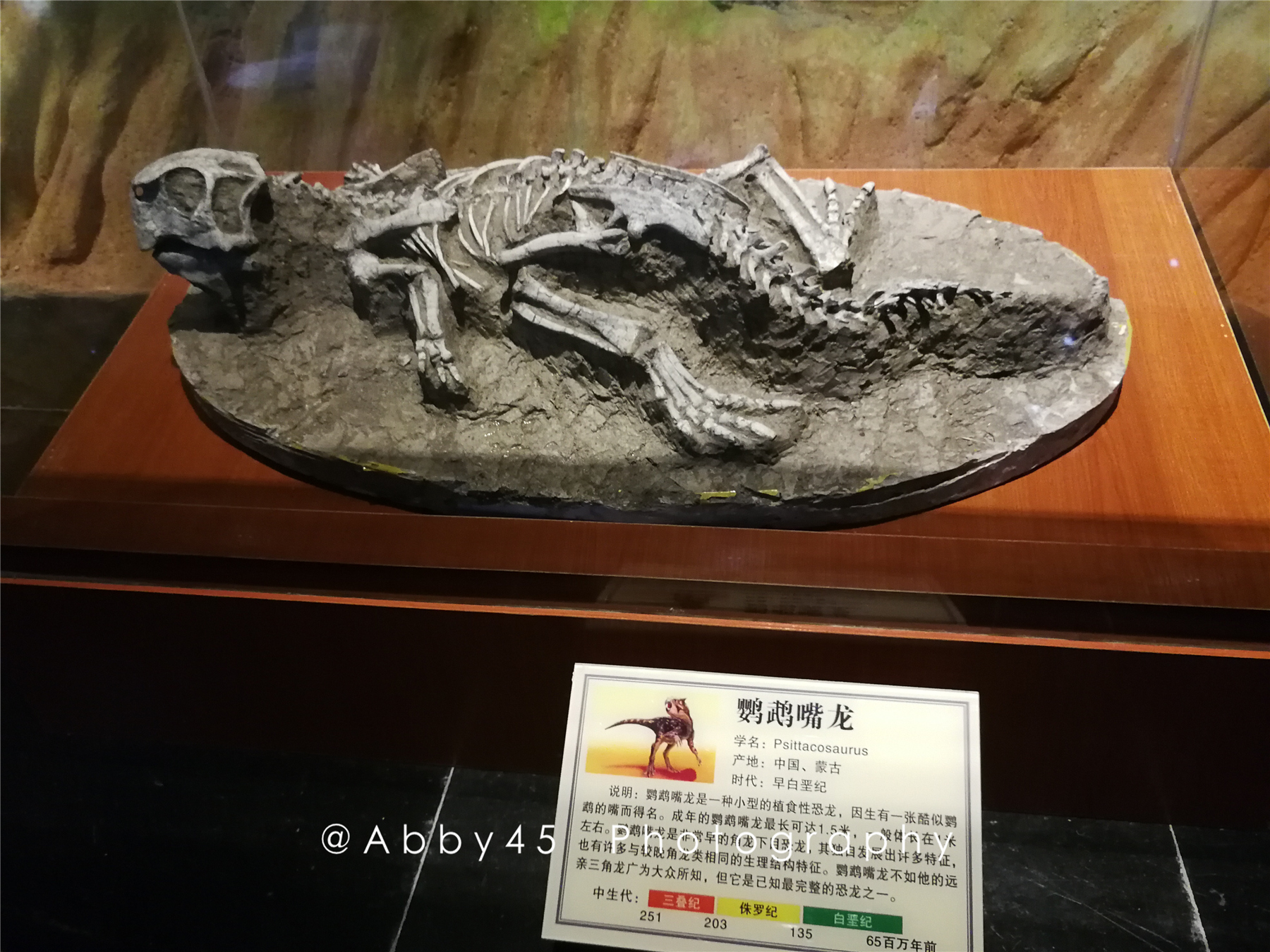 感受地球霸主卷土重来！国内超稀有恐龙化石在青岛首展