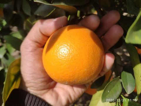 正宗红江橙，原产地出品，味道已达巅峰时刻，错过了要等明年了！