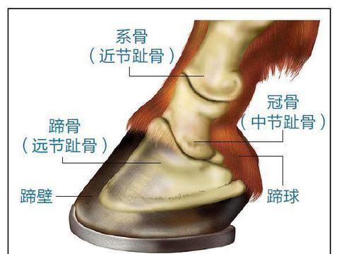 为什么给马钉马掌 野马不需要钉马掌的原因