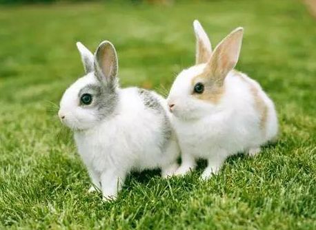 心理测试:4只兔子选一只,测测这个冬天你会有什么好运